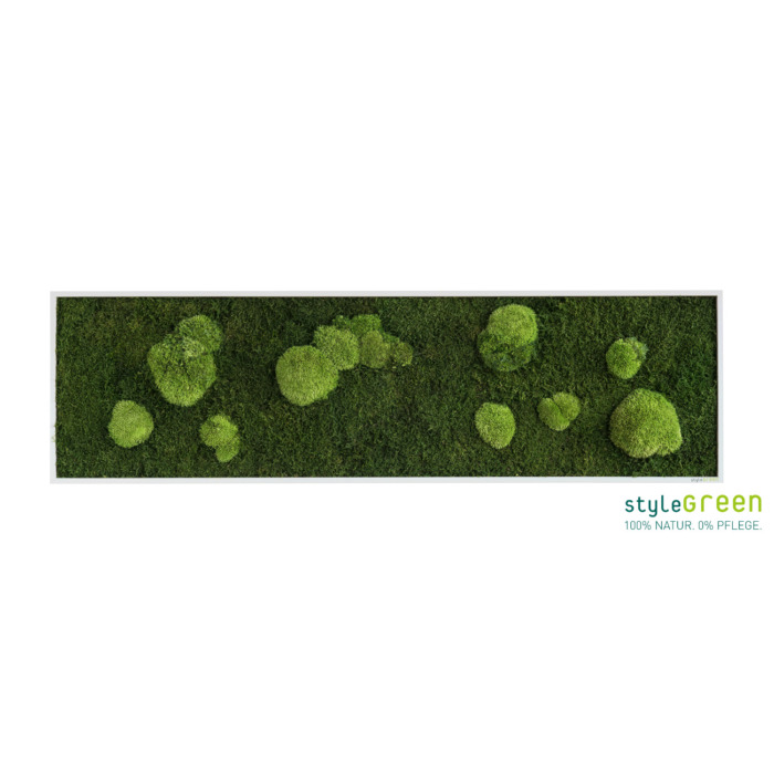 MOOSBILD: WALD- UND KUGELMOOSBILD 140X40CM